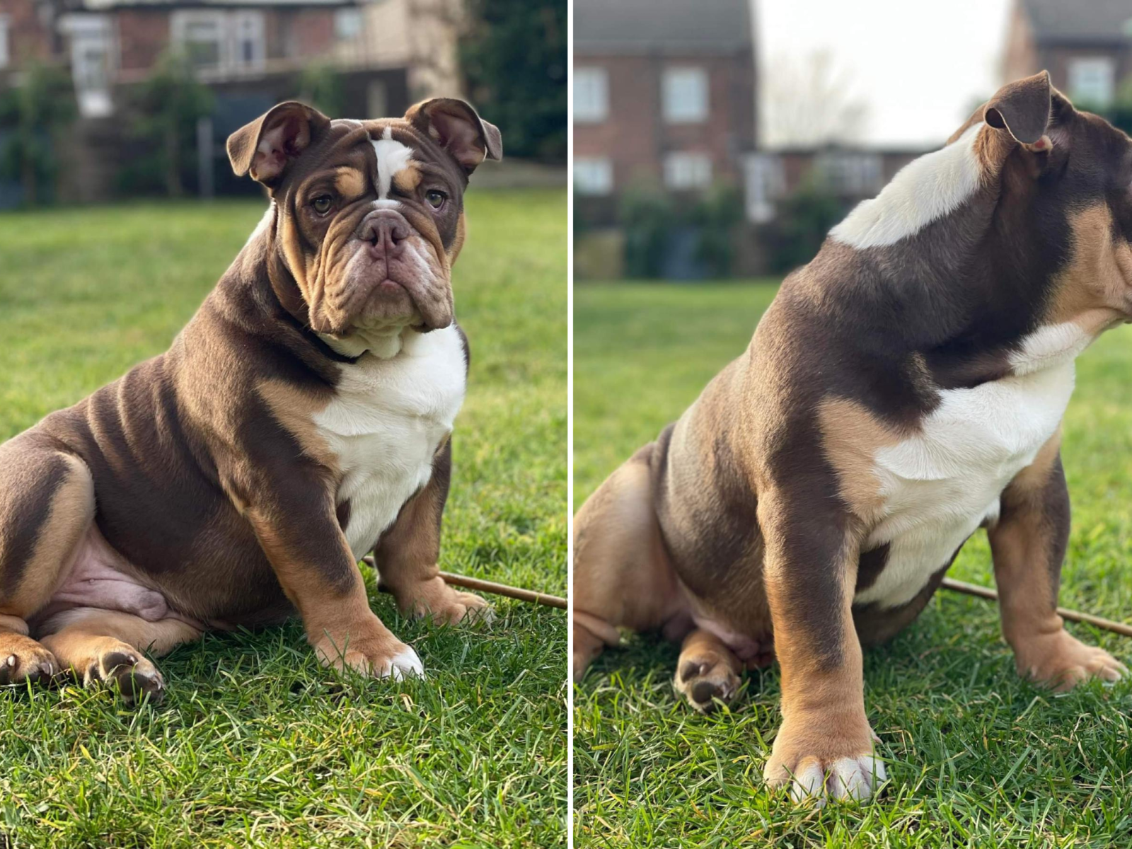 Internet in Stitches at Bulldog's Way of Getting Out of Walkies