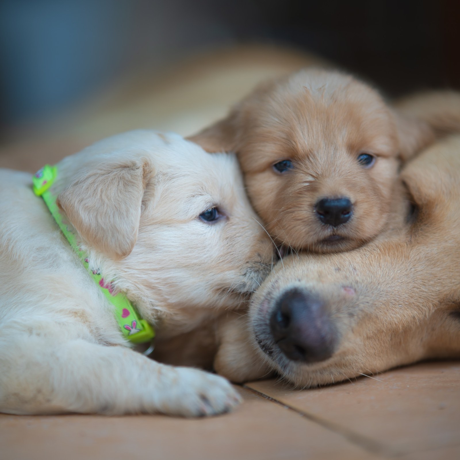 why are golden retriever puppies so cute? 2