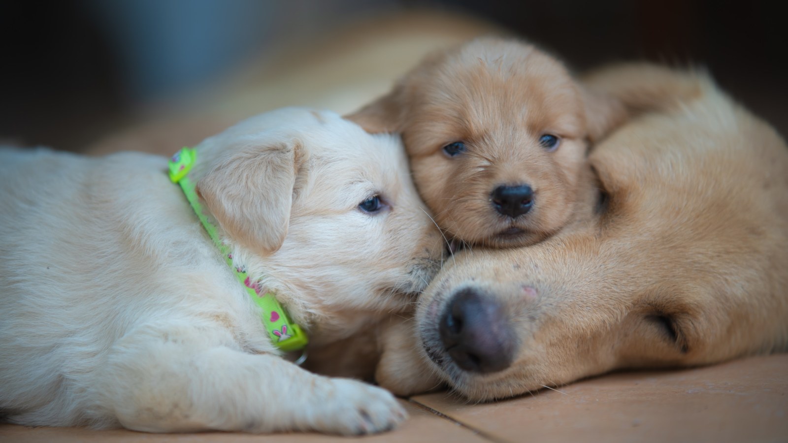 Reason Why Adult Golden Retriever Loves Little Puppies Melts Hearts