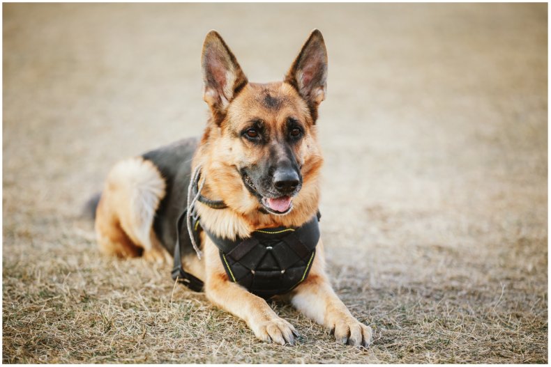 Stock image of military dog
