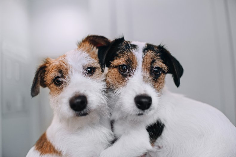 Two hugging dogs