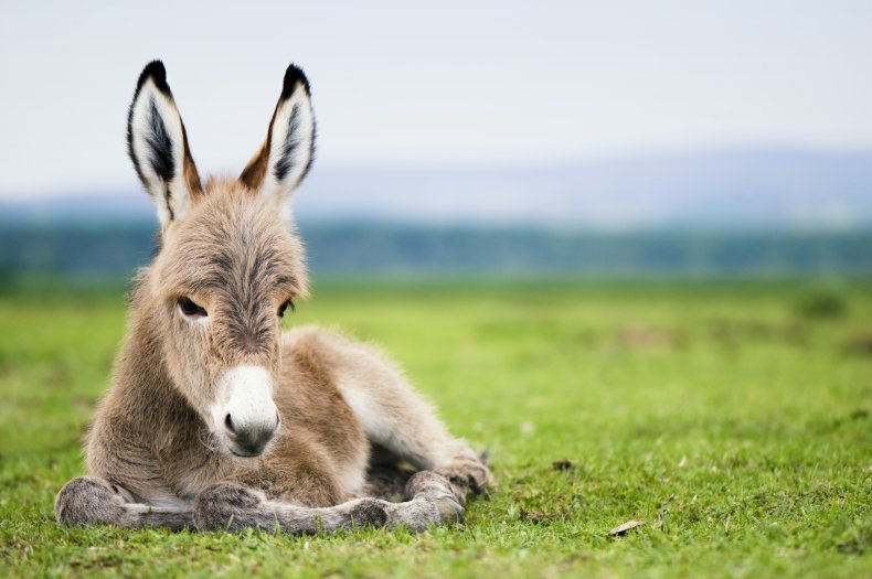 young donkey
