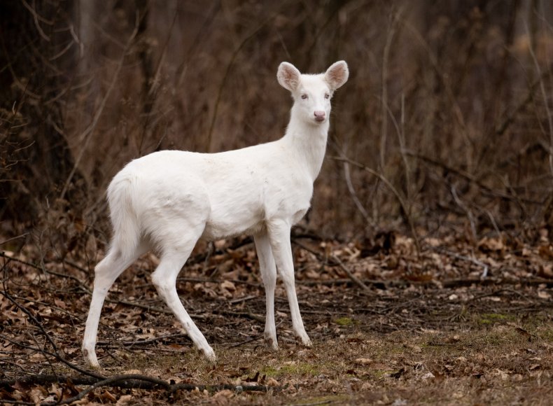 Albino white tailed deer 