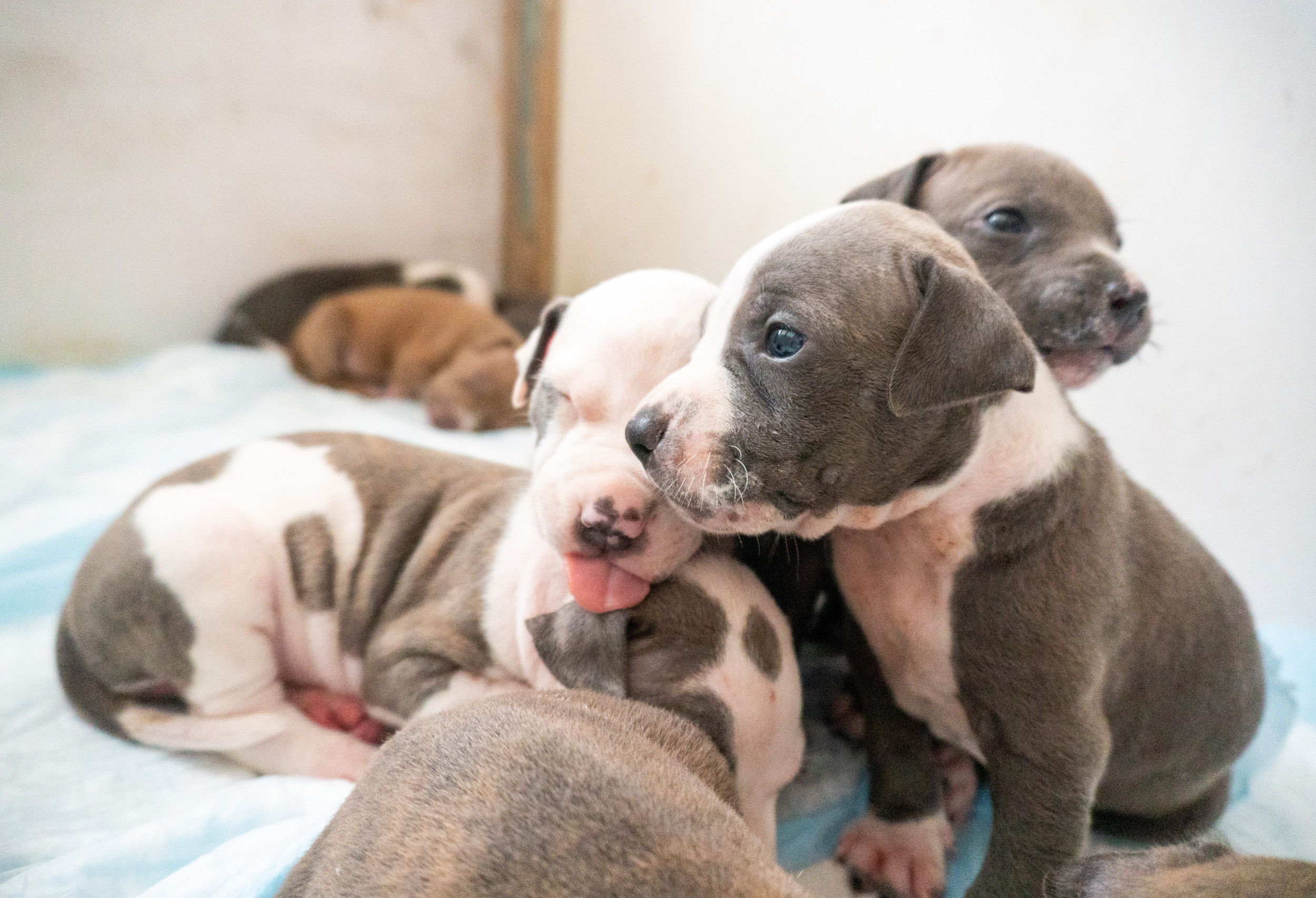 Adorable Moment 6 American Bullies Choose To Sleep In Same Bed To 