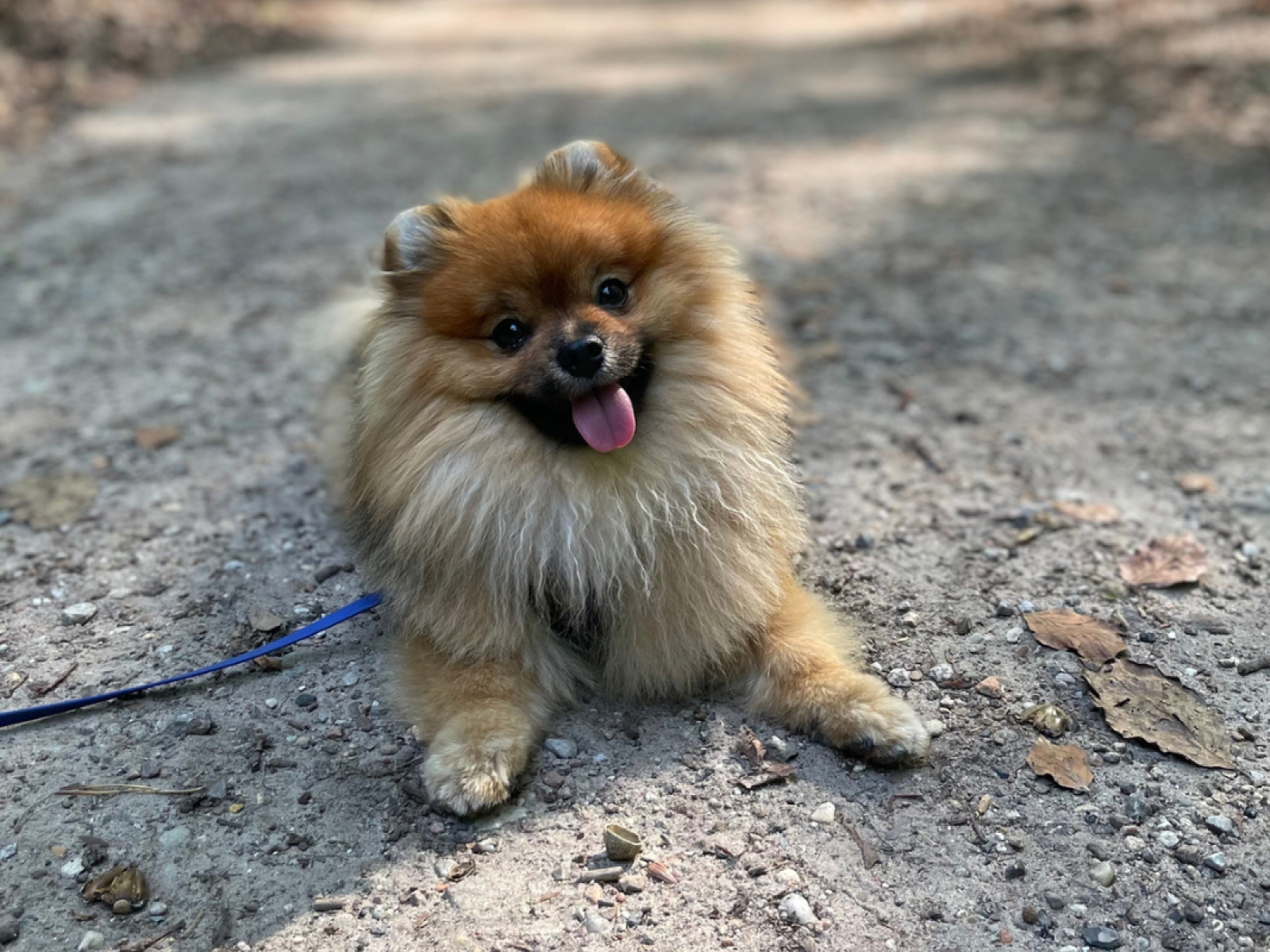 Best leash for shop pomeranian