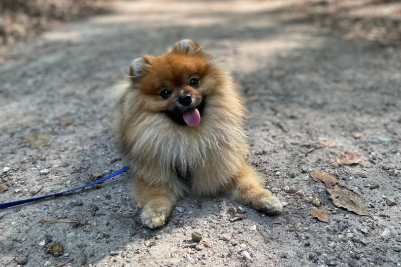 A pomeranian dog lying on a path