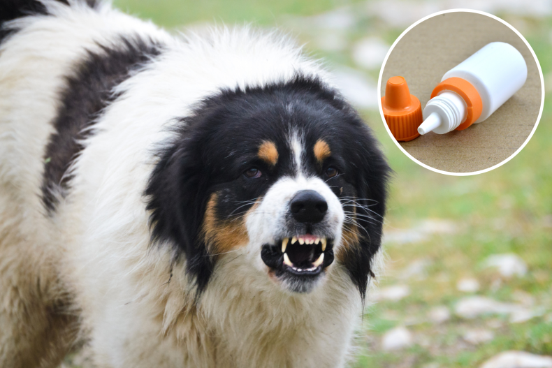 dog refusing medicine leaves internet in stitches