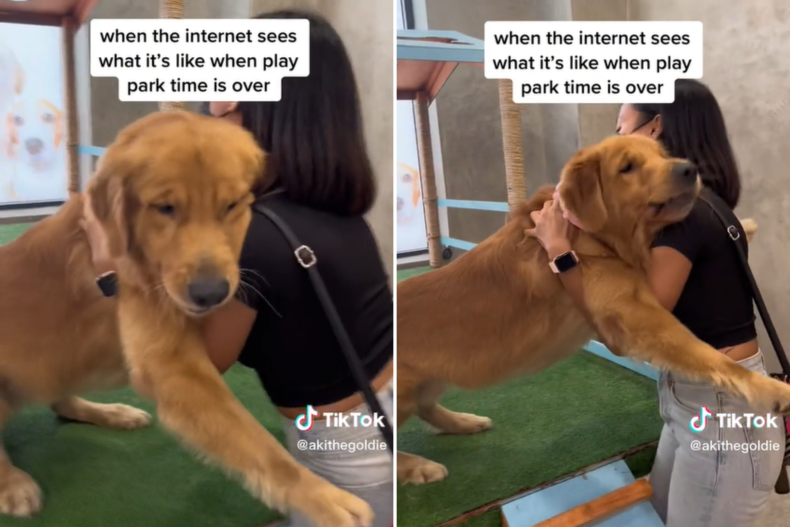 Aki the retriever's owner dragging him away