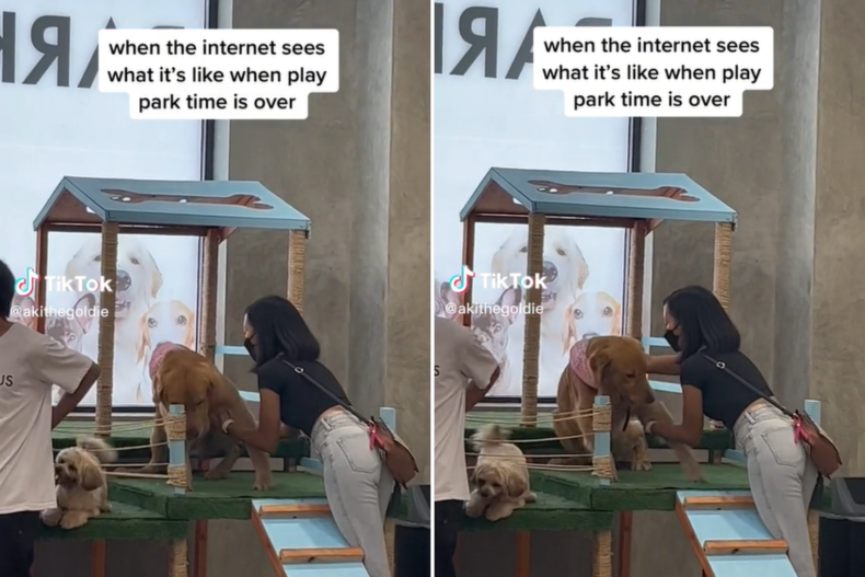 Retriever Aki refusing to leave the park