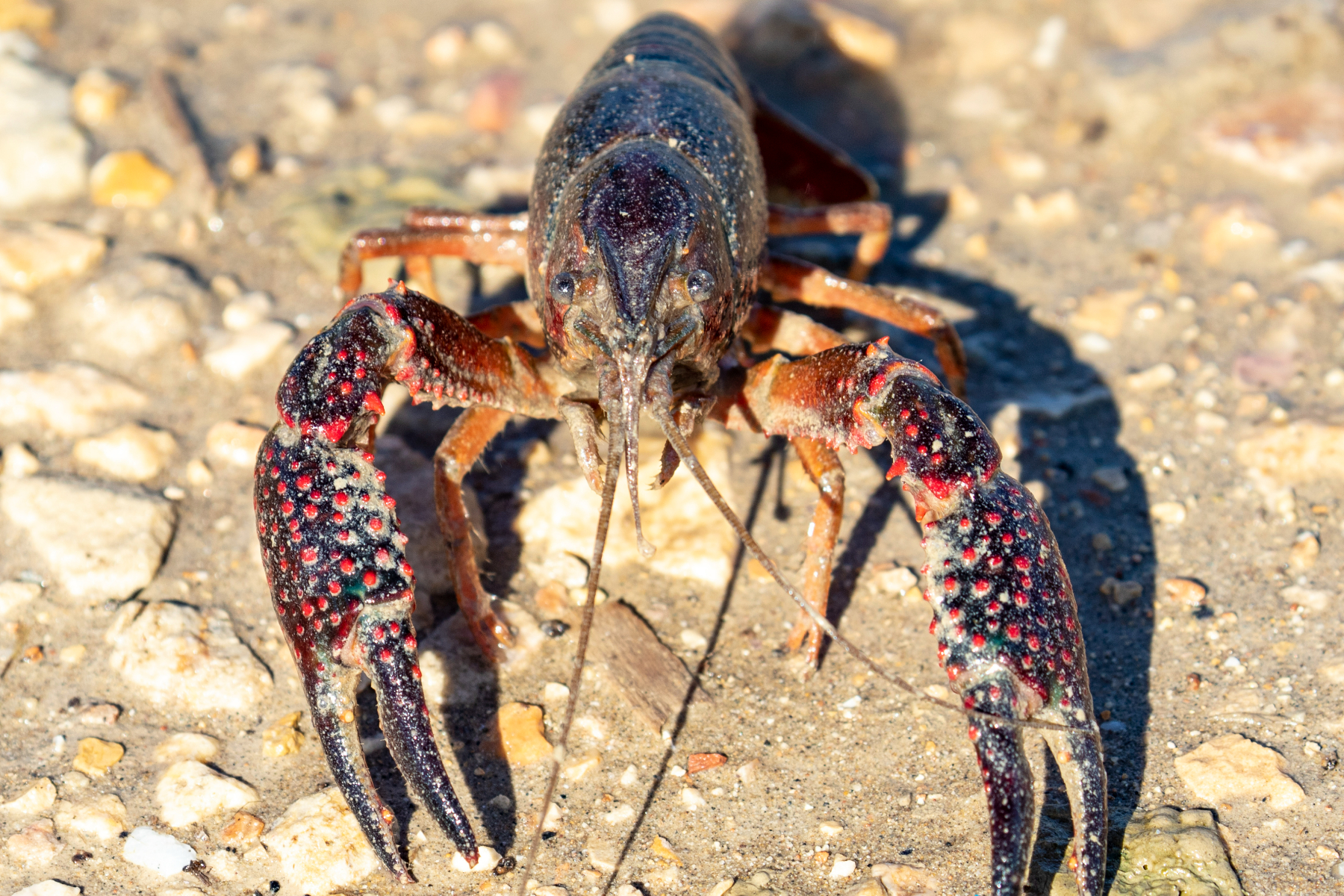Invasive Rusty Crayfish Appear to Be Dying Off and It's Not Clear Why
