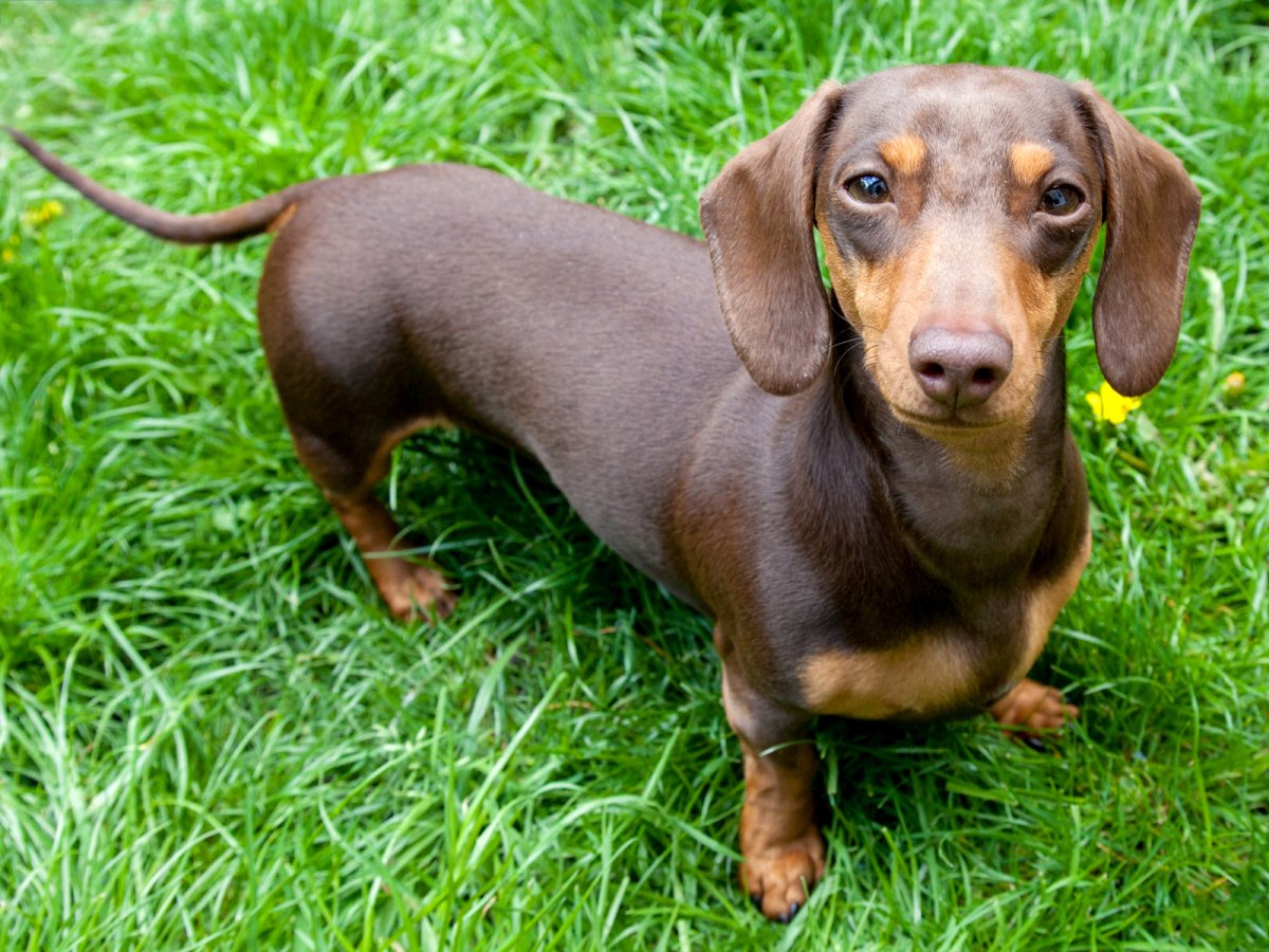 Judgmental Dachshund Giving Owner Side-Eye Delights Internet - Newsweek