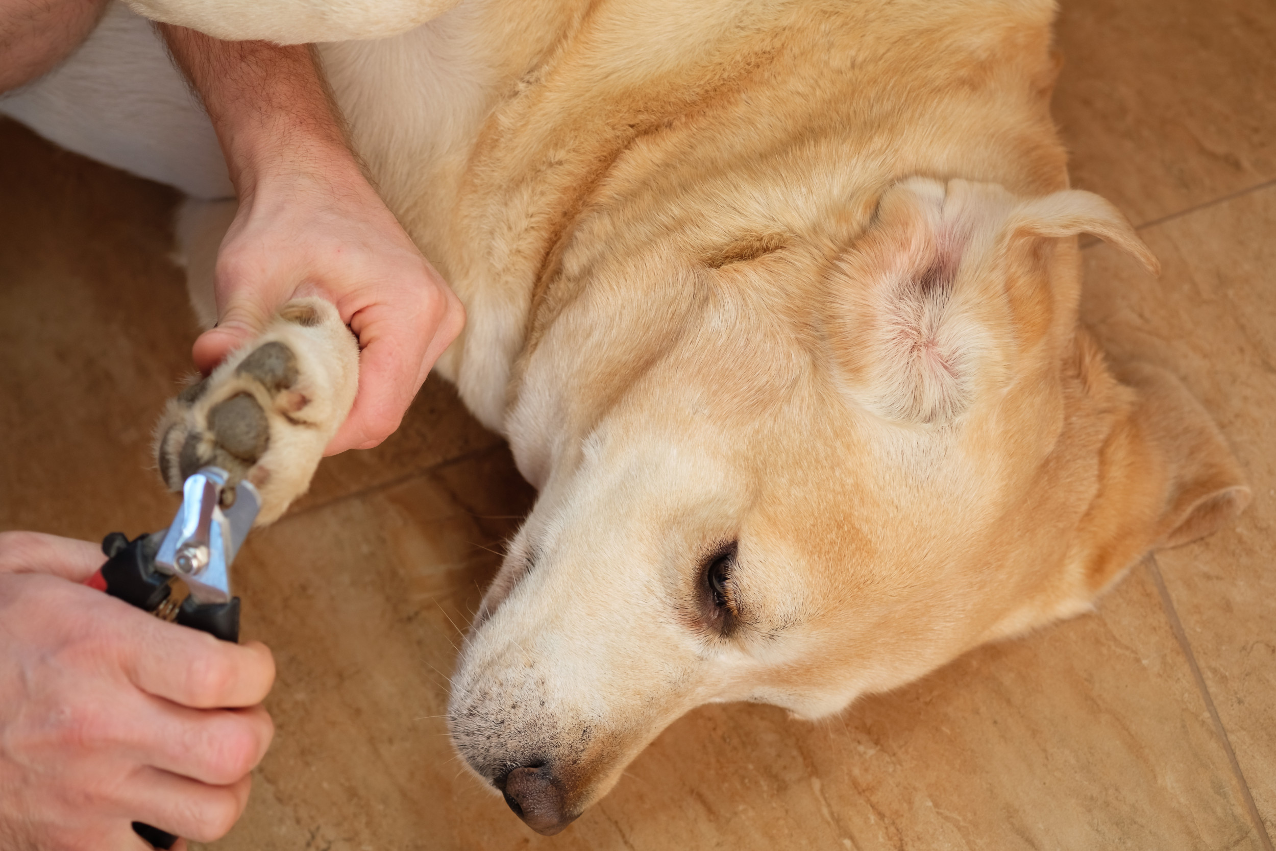 Your Guide to Pet Nail Trimming - Central Veterinary Services