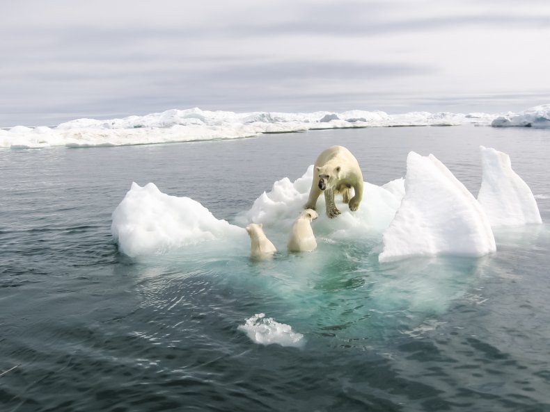 Polar bears in melting sea ice
