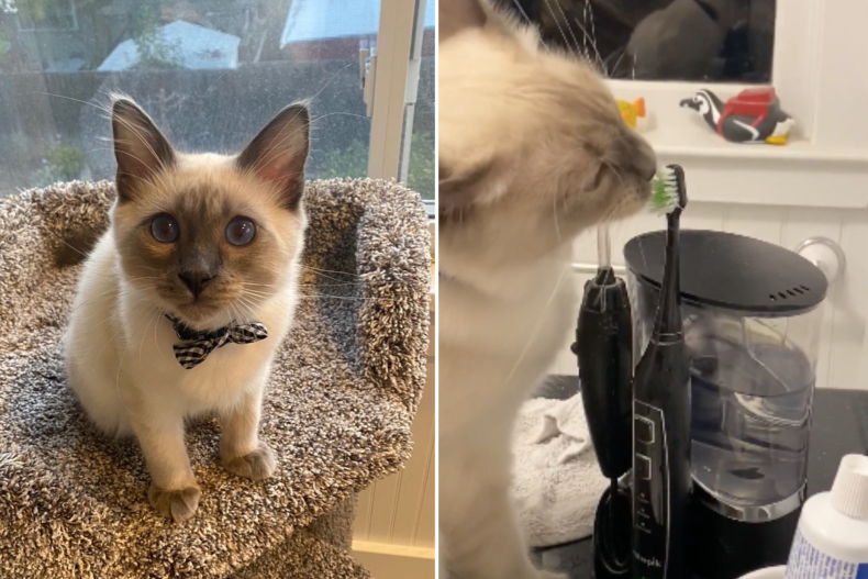 Buddy the Hilarious Toothbrushing Cat Wins Pet of the Week