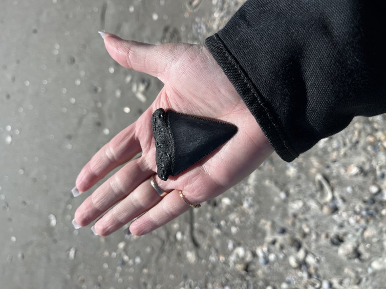 Fossilized shark tooth found at the beach