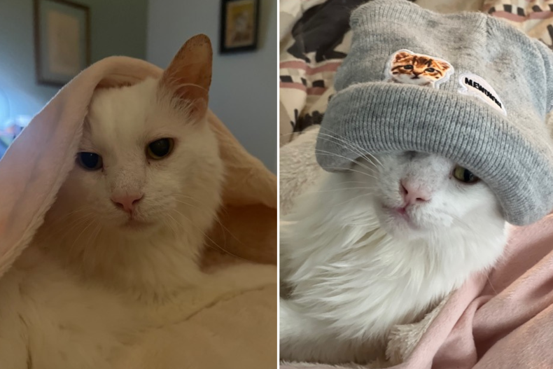Casper the cat