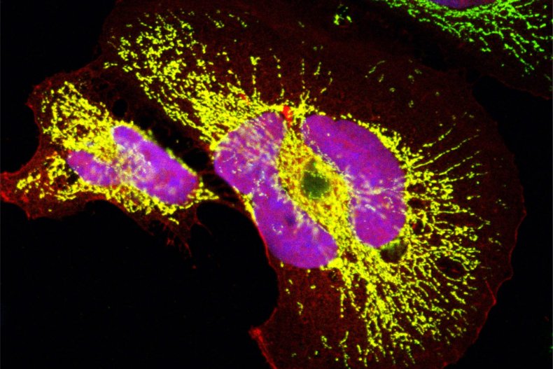 microproteins in the cell