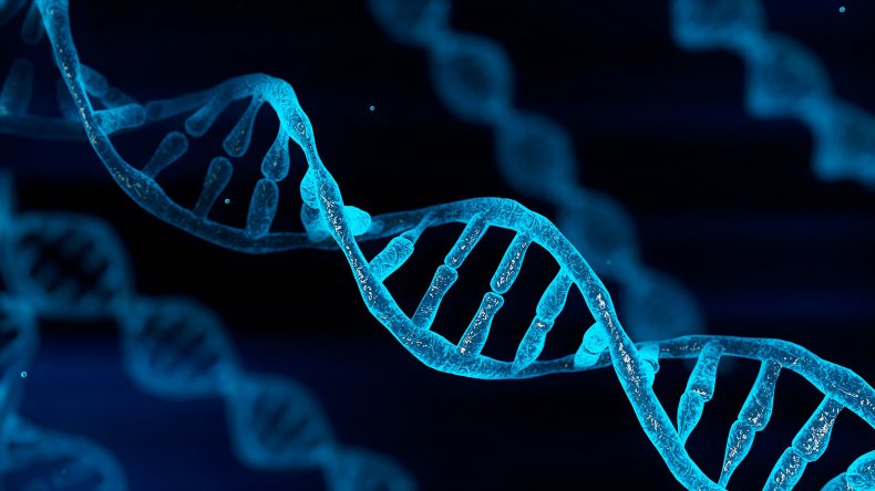 dna molecule