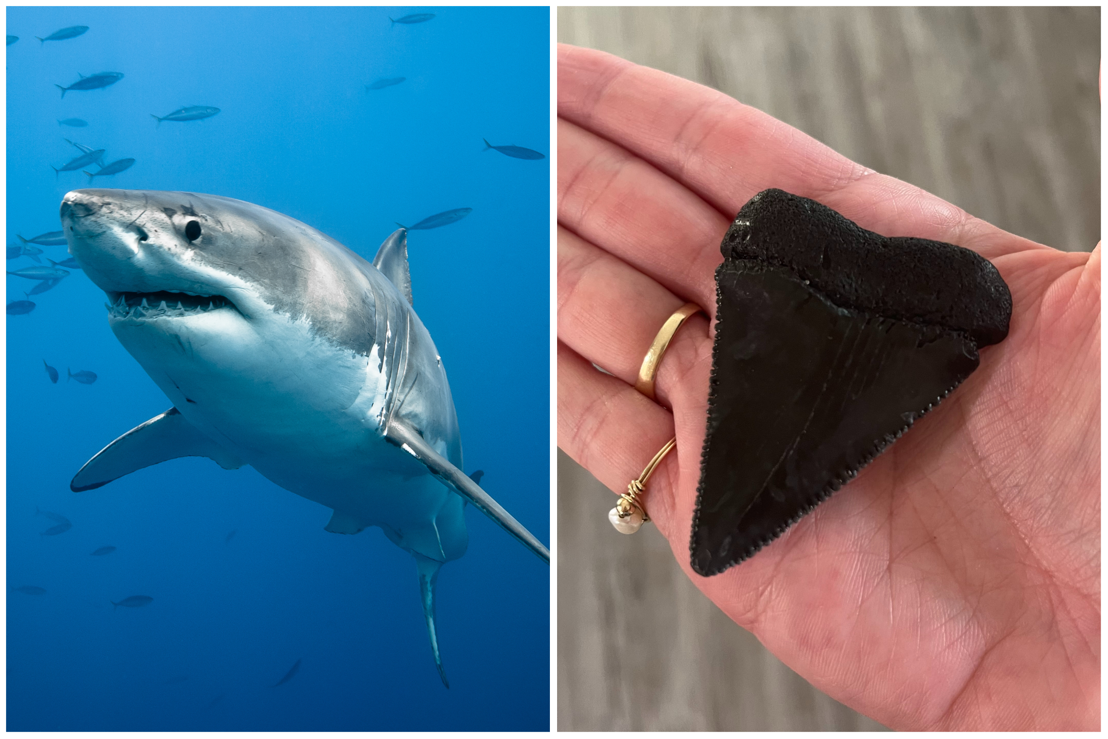 megalodon shark tooth compared to great white