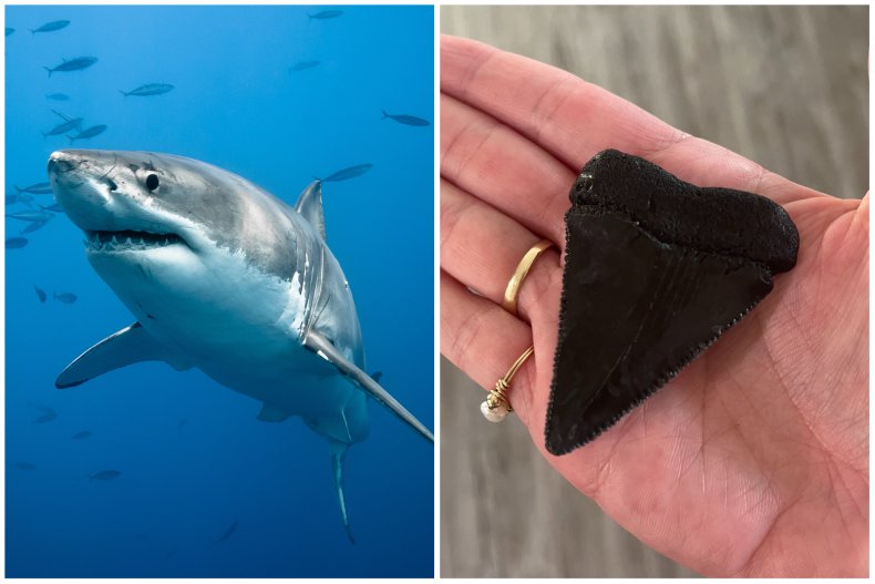 A great white shark and a tooth