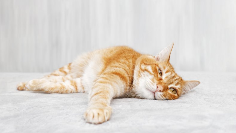 cat with "slowmies" leaves internet in stitches