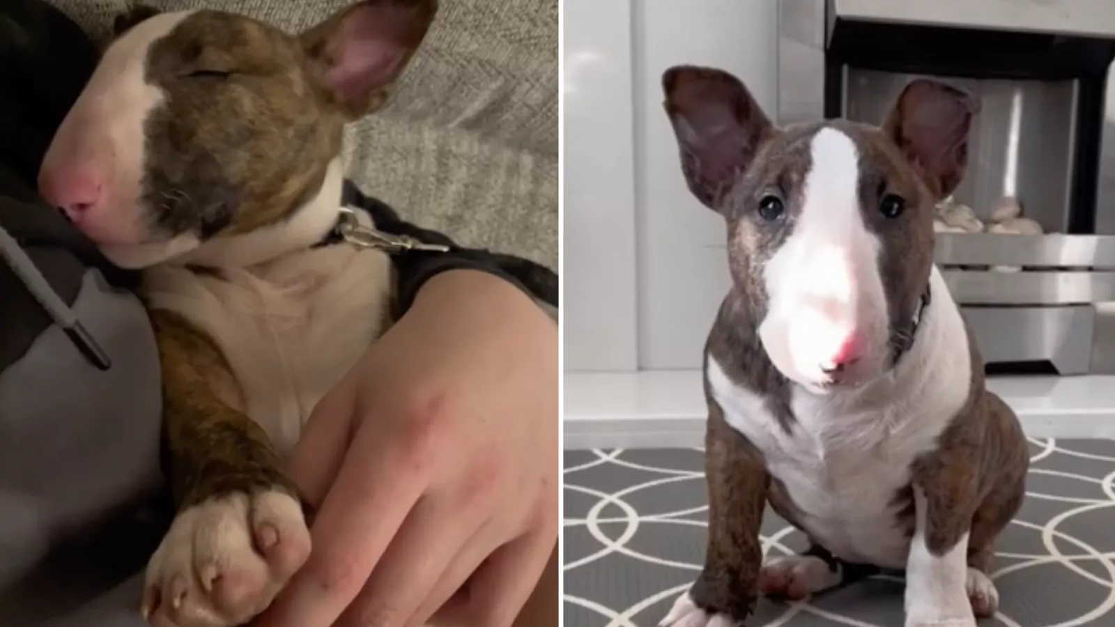 4 month deals old bull terrier