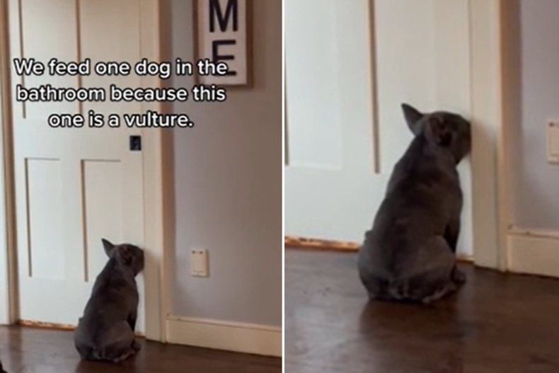Frenchie Waits Outside Door For Food