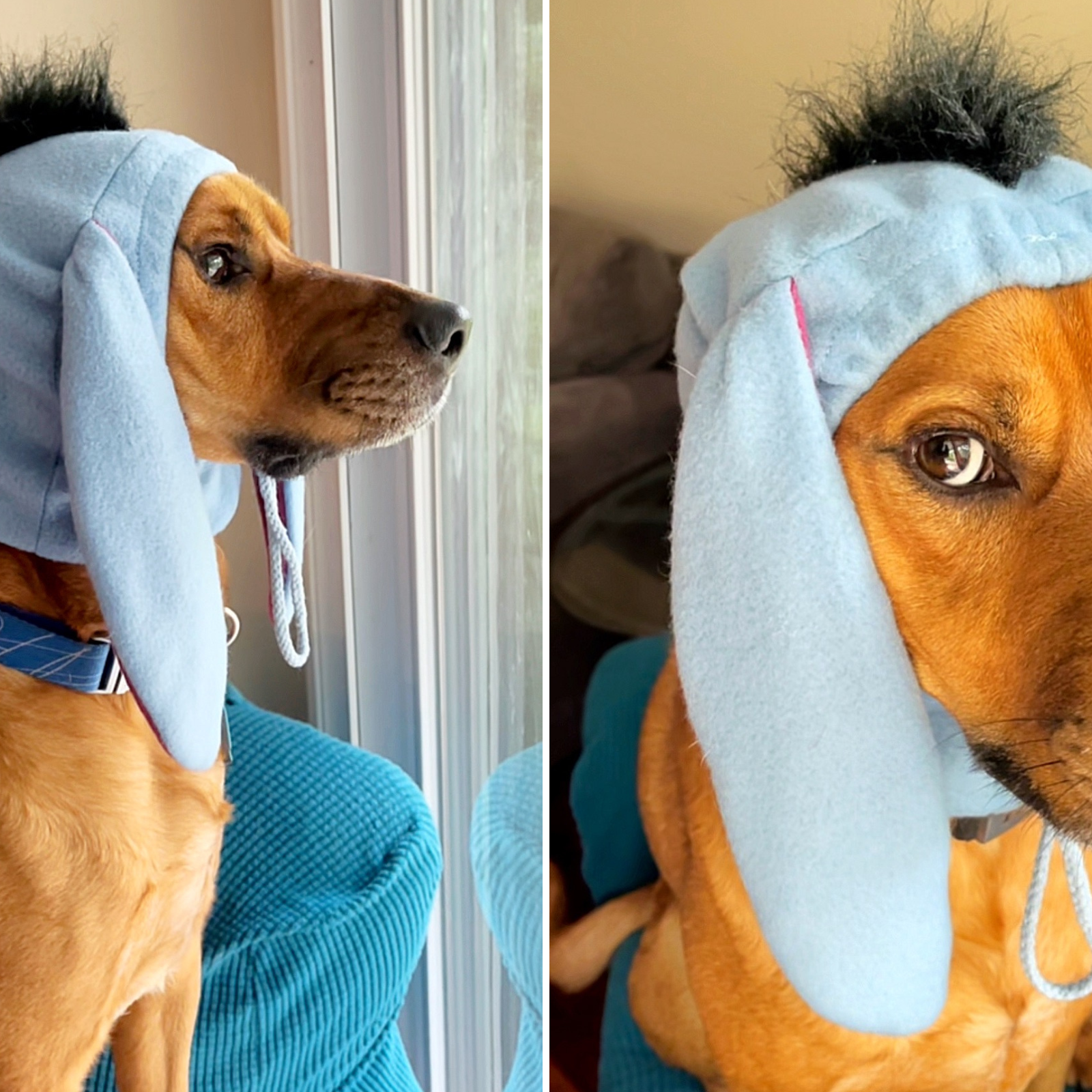 How to stop my dog 2024 from barking all the time