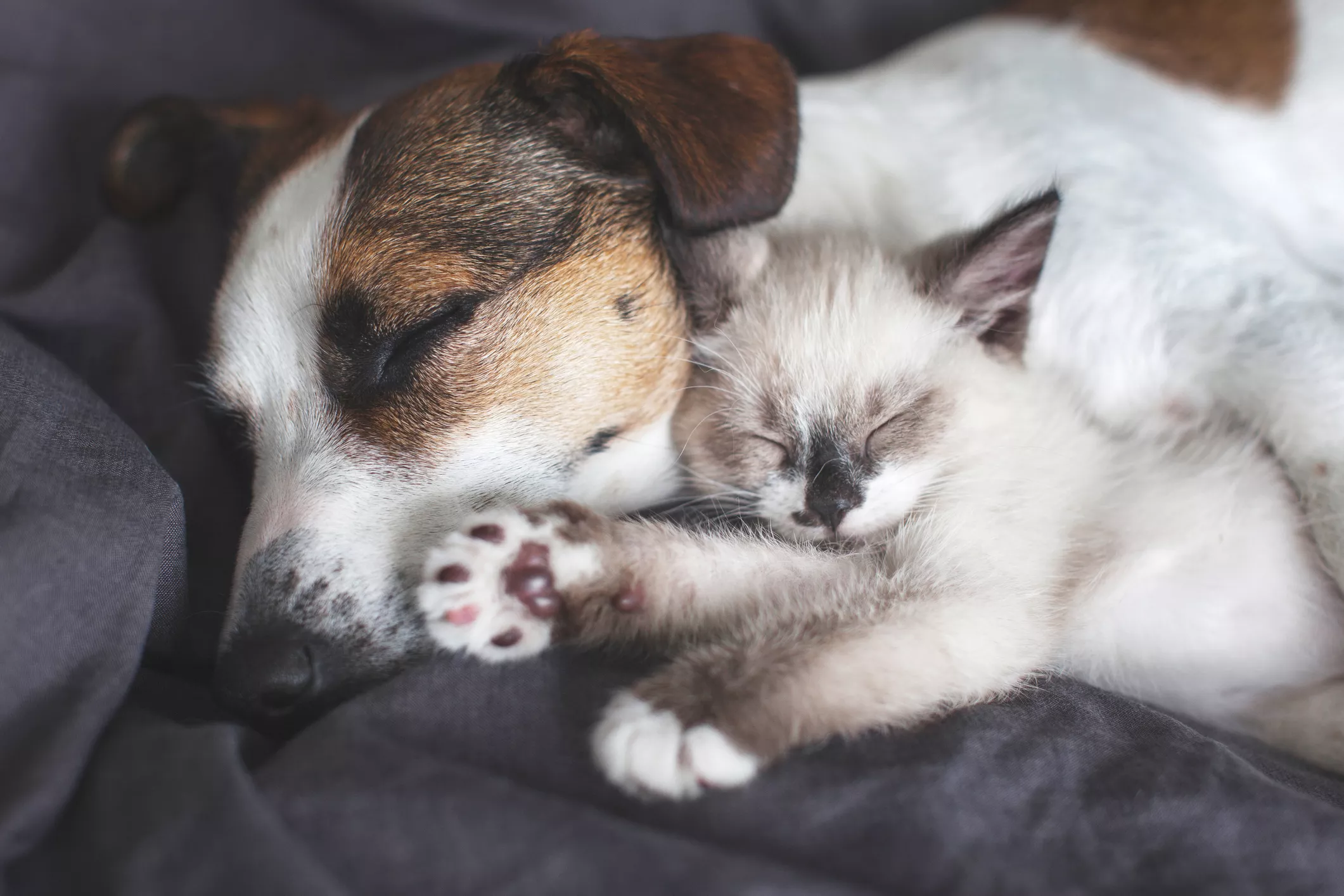 Cat and Dog Raising Kittens Together Delights Internet: 'Joint Custody' - Vimarsana News