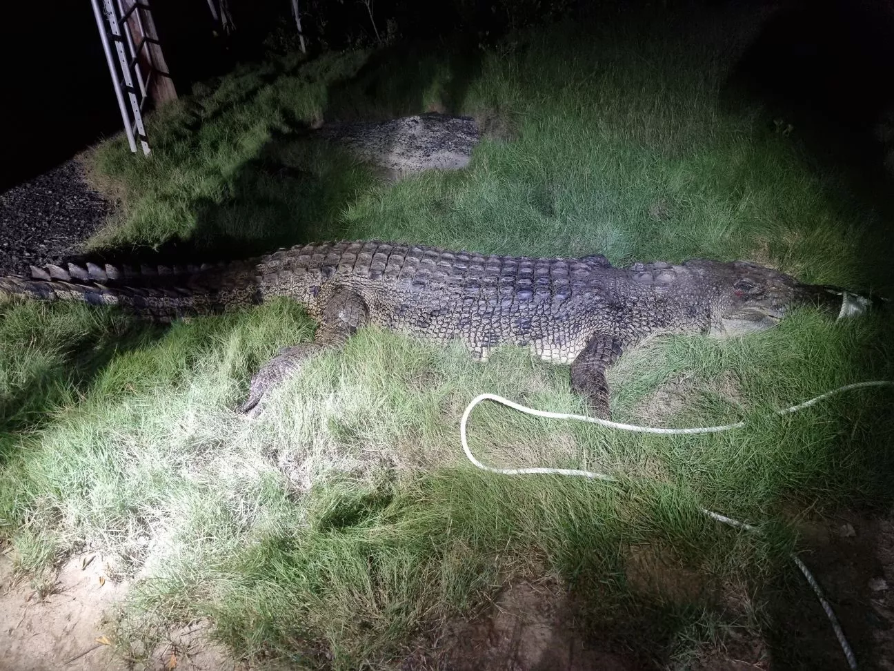 Huge Crocodile Shot Dead After Aggressively Stalking Man, Chasing Swimmers - Vimarsana News