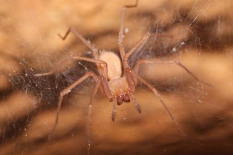 new species cave spider