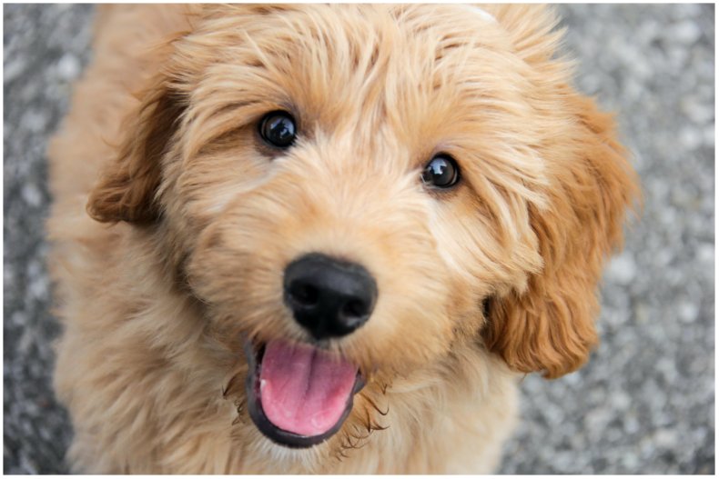 image of a Golden Retriever puppy
