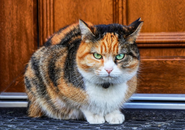 Cat looking annoyed. 