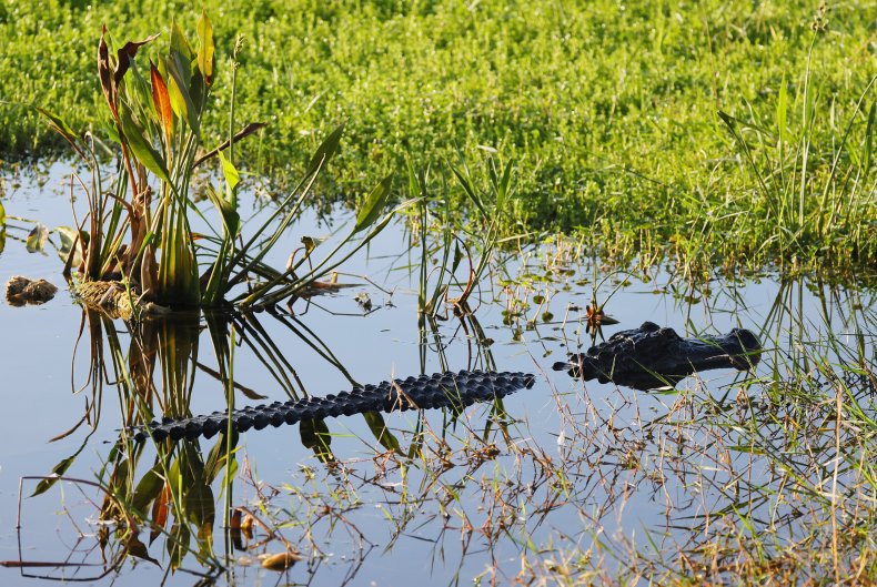 Florida Woman Killed by Alligator in Retirement-community