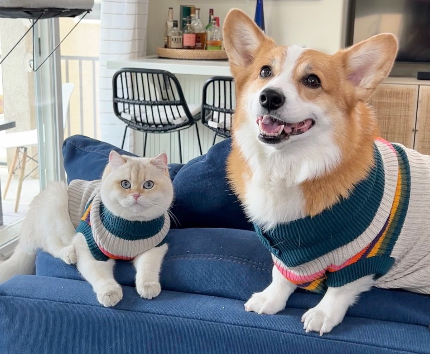 Do corgis hot sale like cats