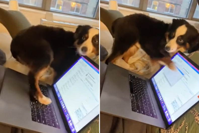 Dog Interrupts Owner Trying To Work