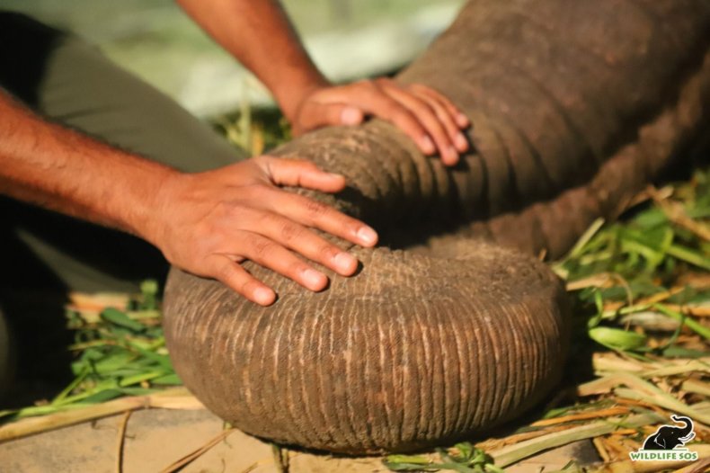Moti the elephant