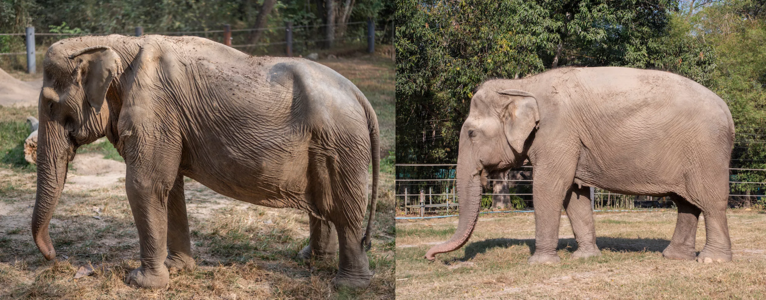 Elephant That Carried Tourists for 25 Years Now Lives With Caved-In Spine - Vimarsana News