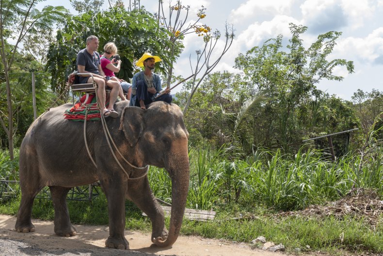 Elephant rides