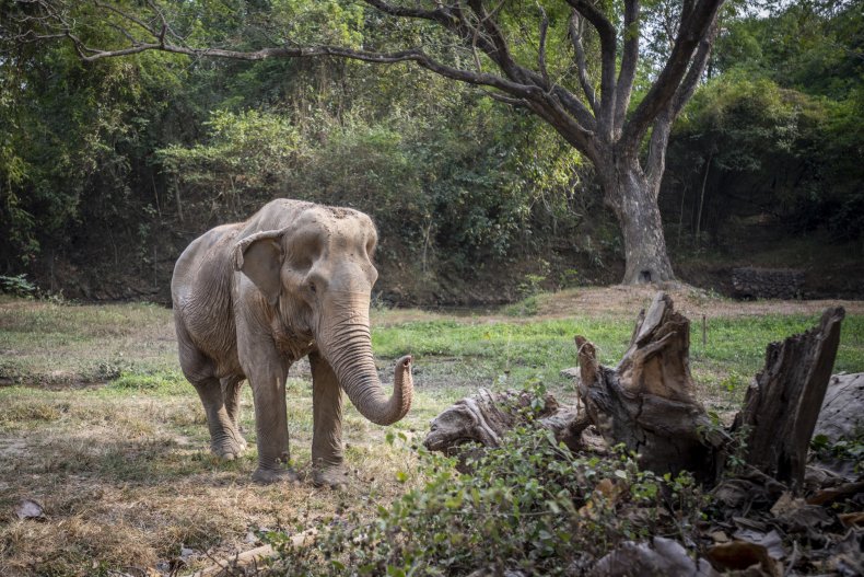Pai Liin at the elephant sanctuary