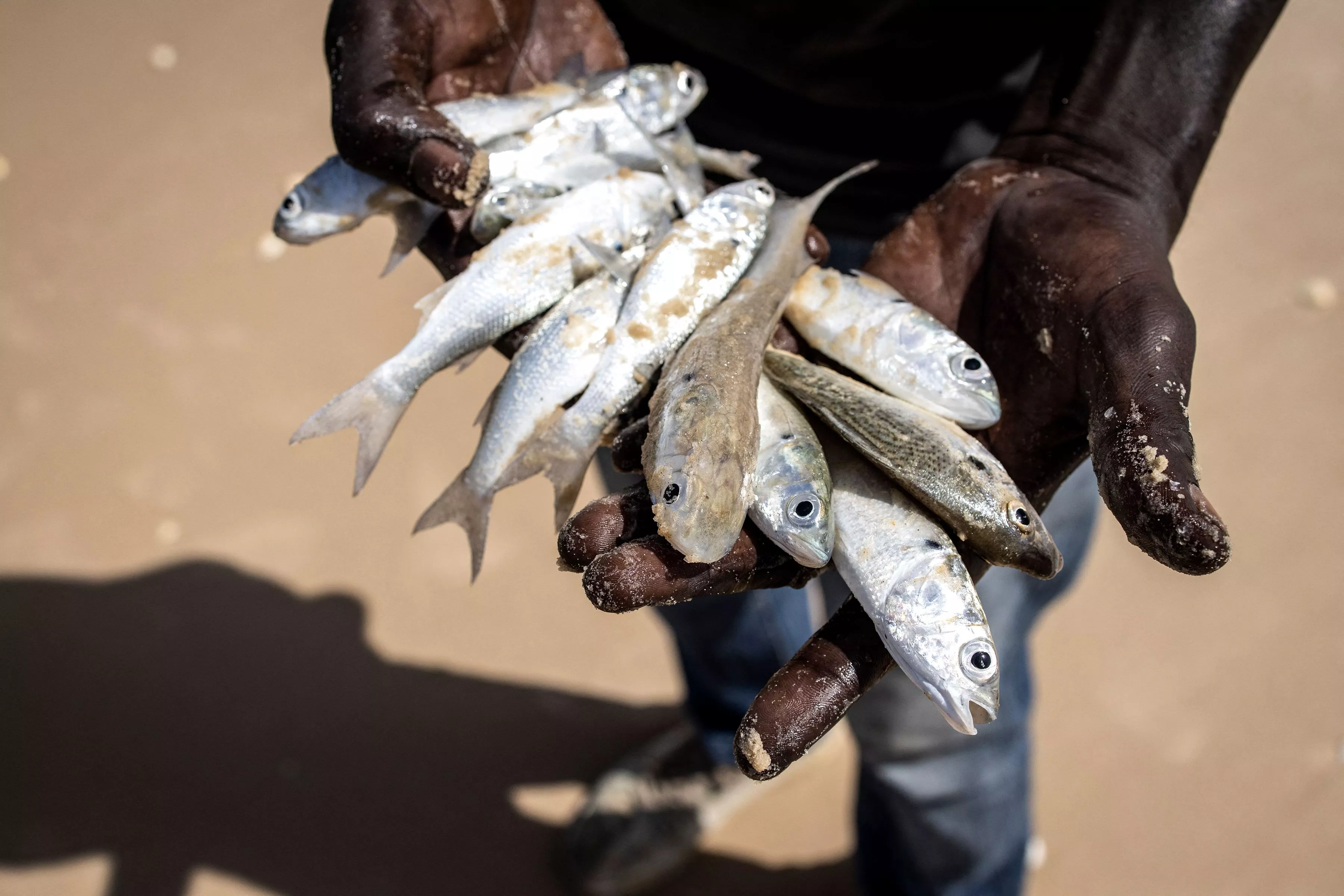Fish Keep Falling from Sky Onto Same Town and Experts Aren't Sure Why - Vimarsana News
