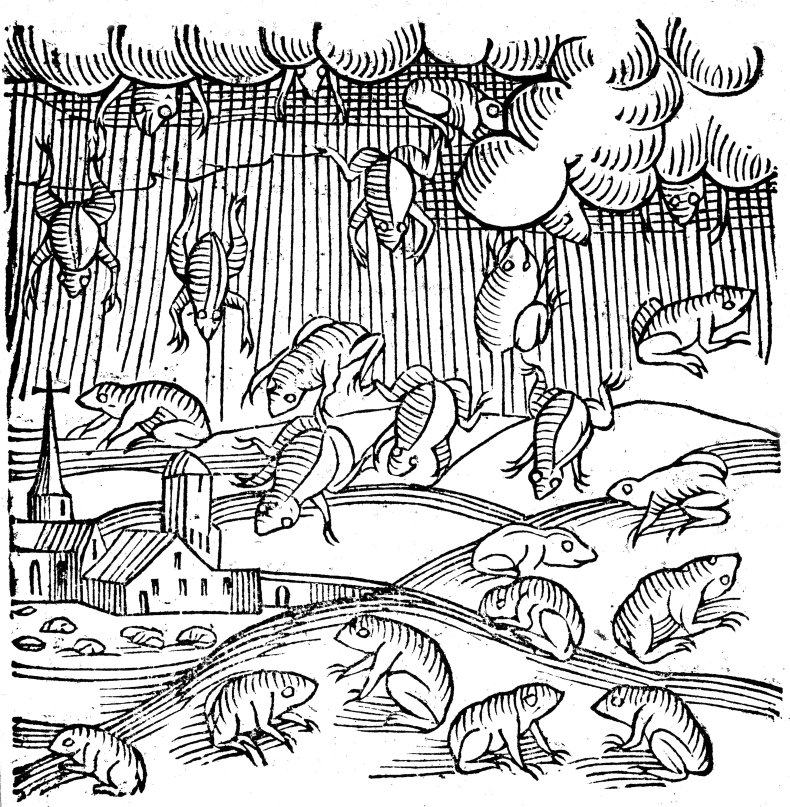 frog rain