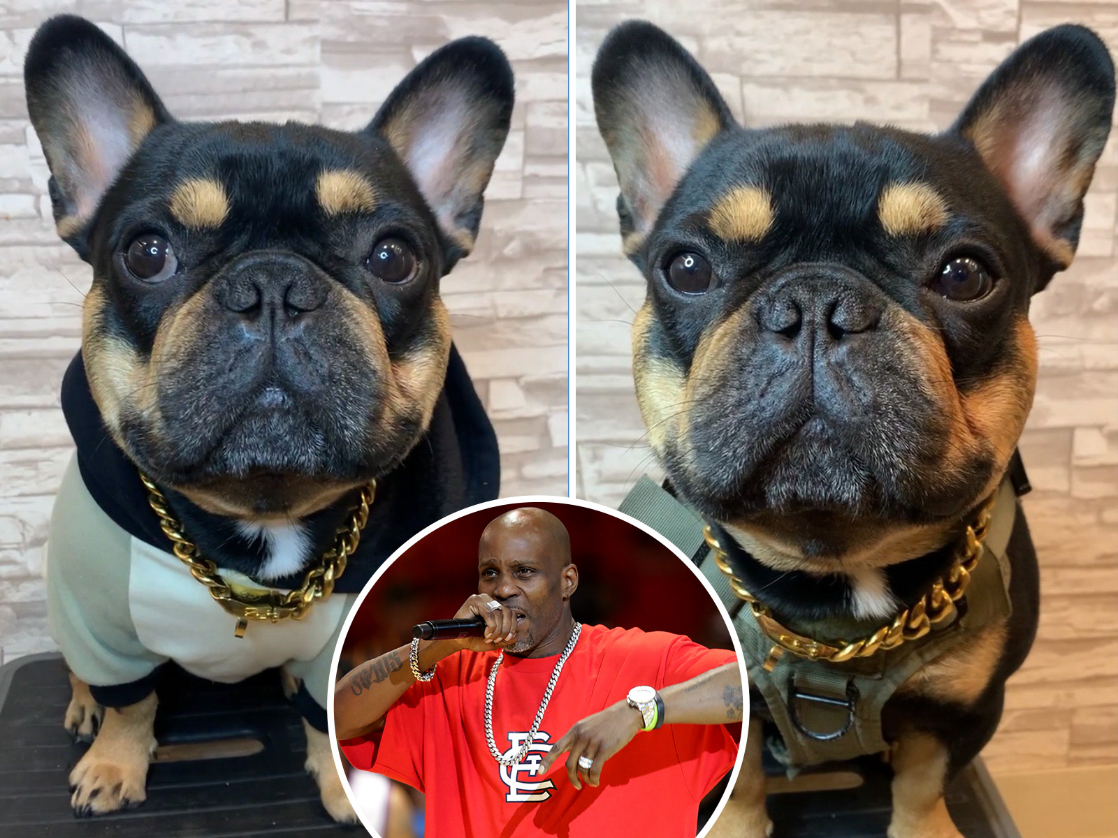 French Bulldog Hilariously Thinks Dog on DMX Song Is Arguing With