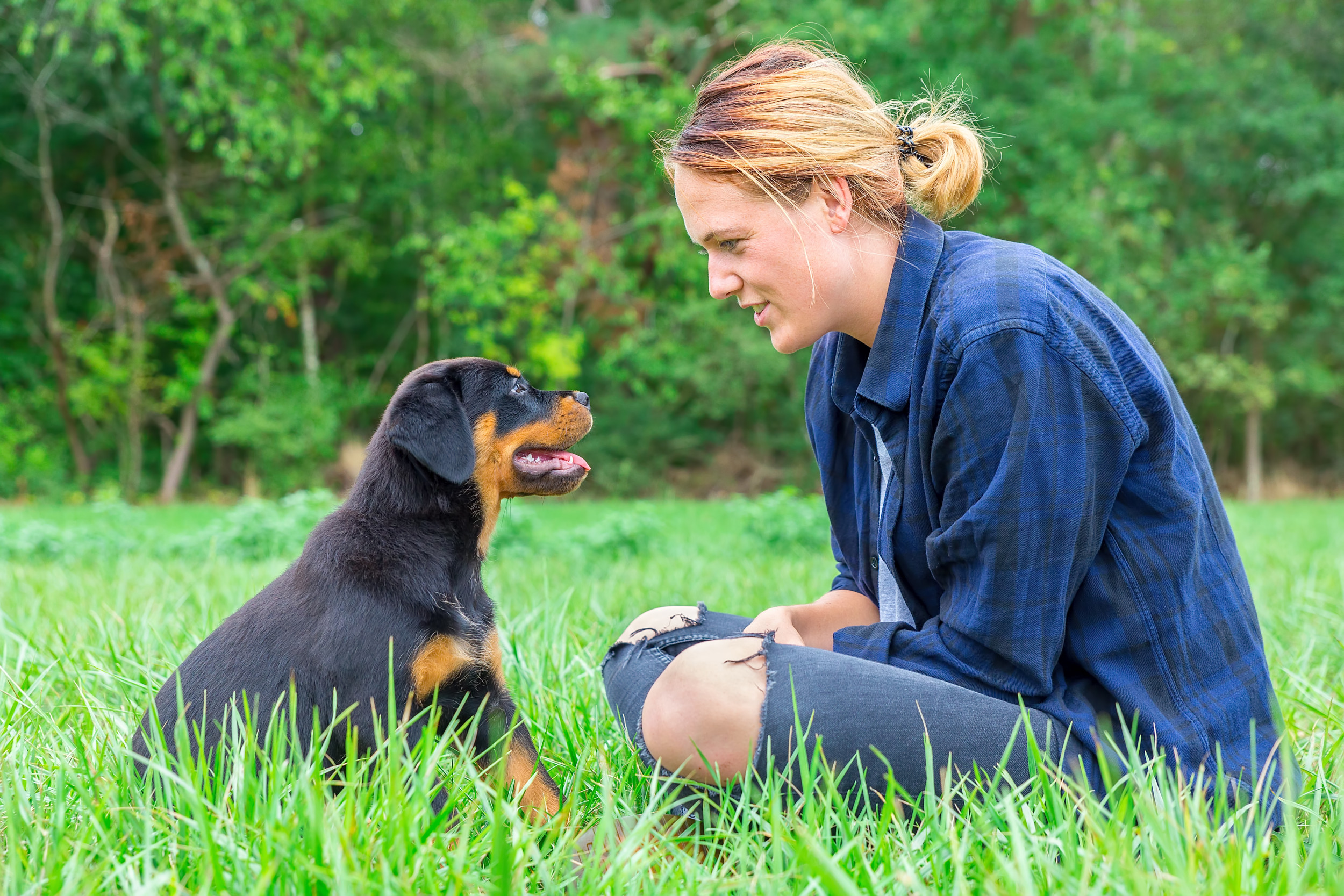 How To Set Up A Doggy Day Care