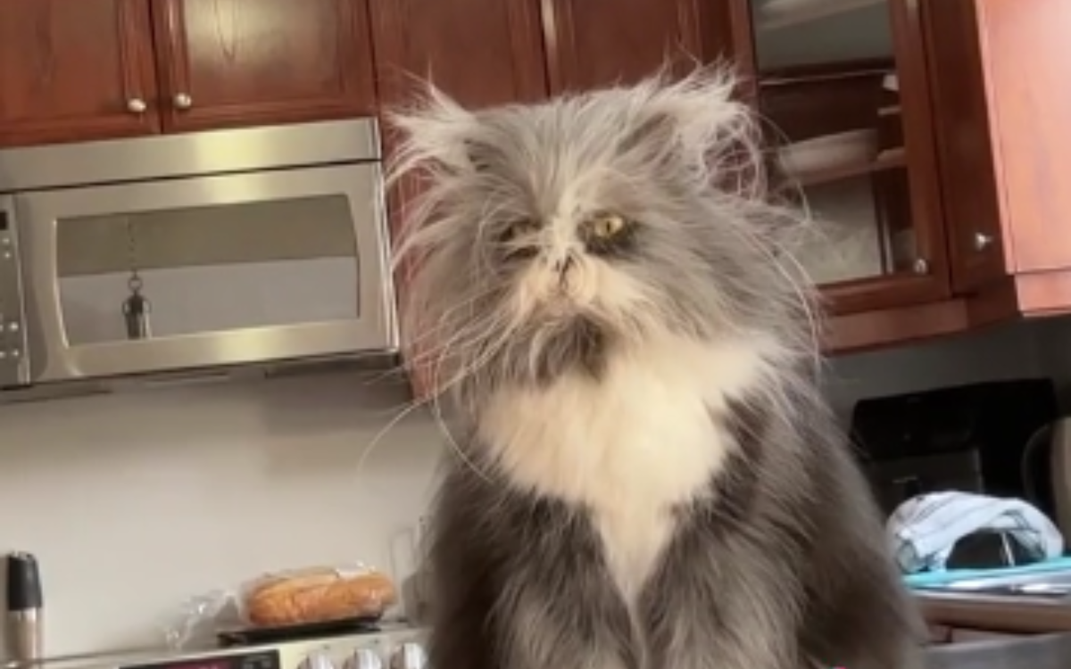 Persian Cat Meows The Word Mom In Adorable Video Newsweek   Persian Cat Meowing Home 