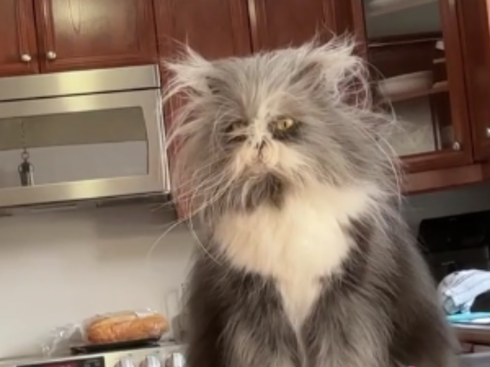 Down syndrome best sale persian cat