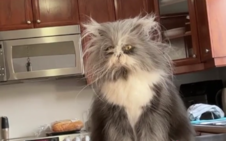 A persian cat meowing at home.
