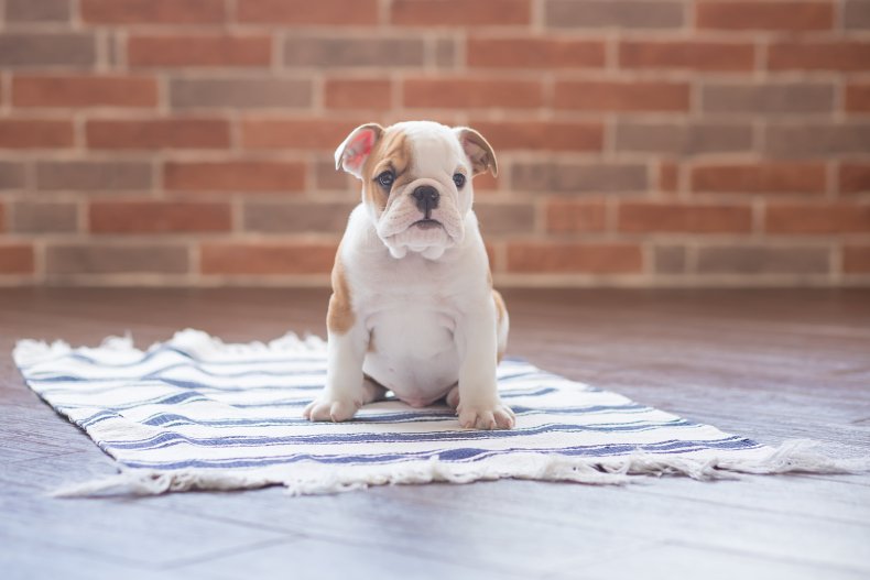 English bulldog puppy on a blanket.