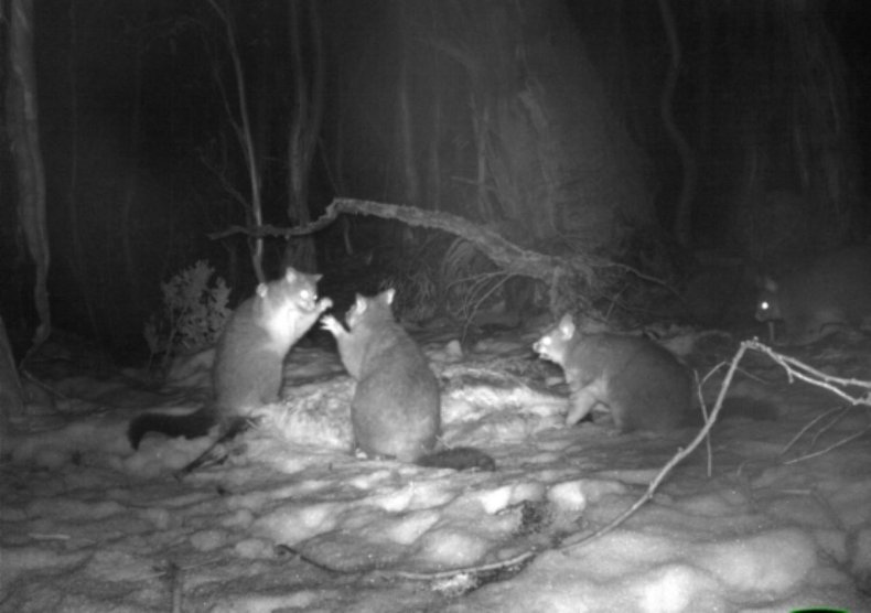 Possums feast on kangaroo carcass