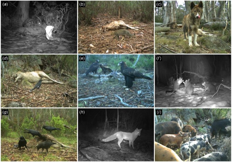 Scavengers caught feeding on kangaroo carcuss